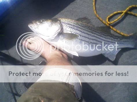 striper forum|Interior States and Landlocked Striper Forums.